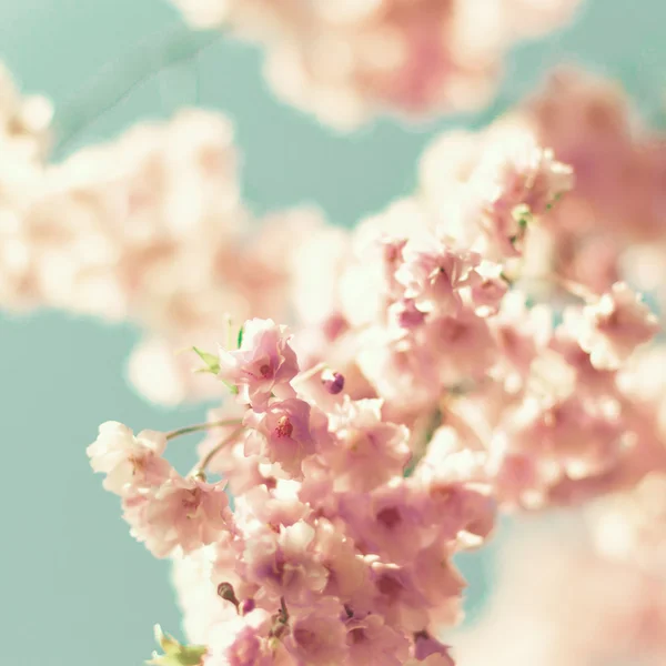 Close up of cherry blossom — Stock Photo, Image