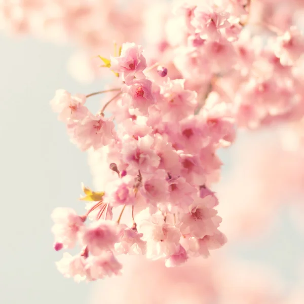 樱花，复古风格的照片 — 图库照片