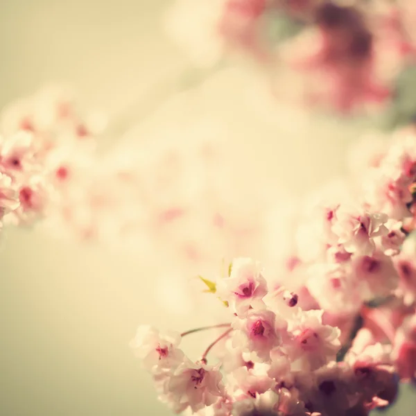 Fleur de cerisier, photo de style vintage — Photo