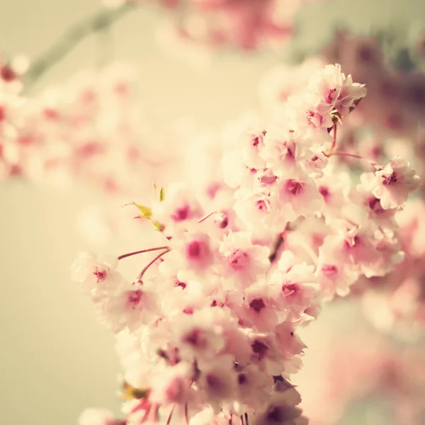 Cherry blossom, vintage style photo — Stock Photo, Image