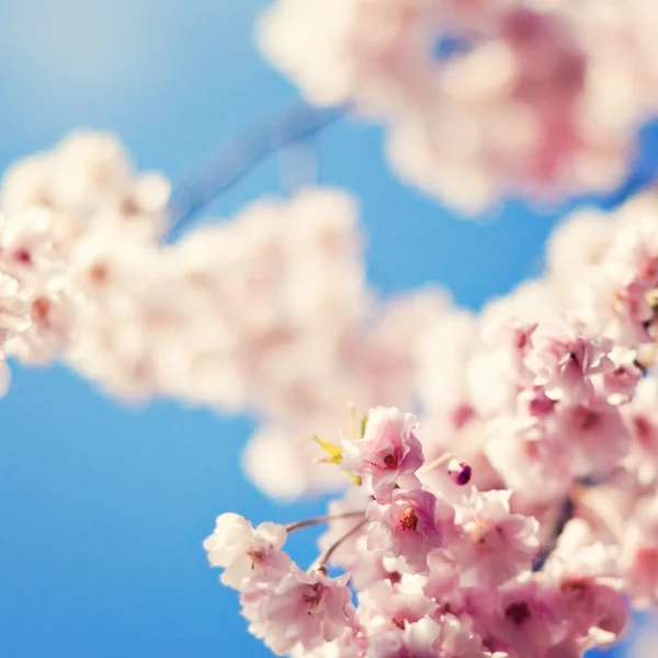 Flor de cerejeira contra o céu azul — Fotografia de Stock