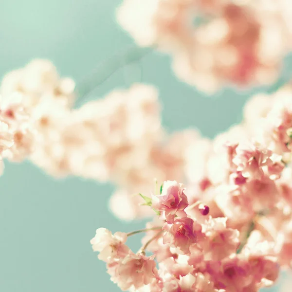 Primo piano dei fiori di ciliegio — Foto Stock