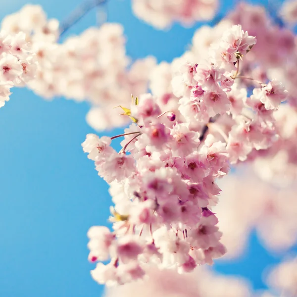 Цветение сакуры на фоне голубого неба — стоковое фото