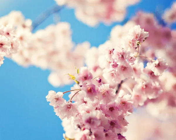 Cherry blossom against blue sky — Stock Photo, Image
