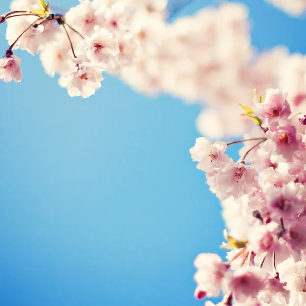 푸른 하늘을 배경으로 한 벚꽃 — 스톡 사진