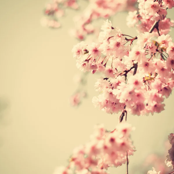 Flor de cerejeira, foto estilo vintage — Fotografia de Stock