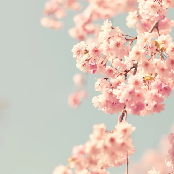 Flor de cerejeira, foto estilo vintage — Fotografia de Stock