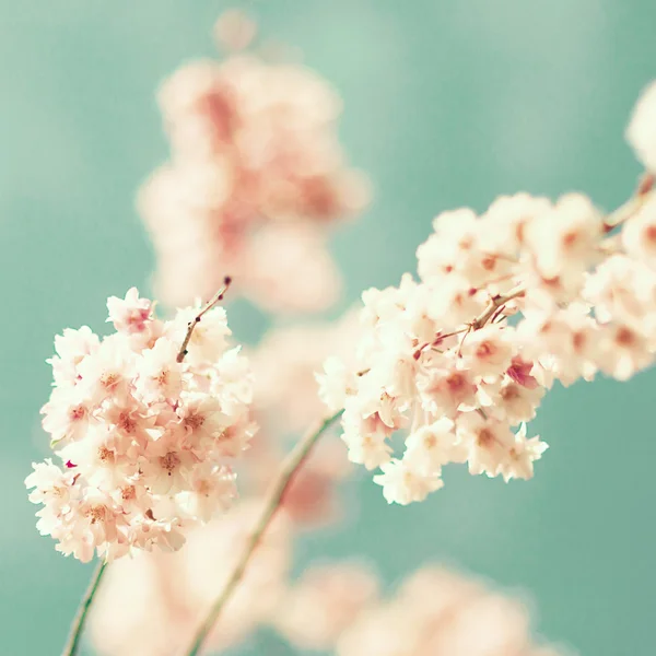 Primo piano dei fiori di ciliegio — Foto Stock