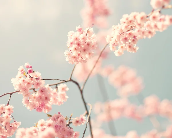 Flor de cerejeira, foto estilo vintage — Fotografia de Stock