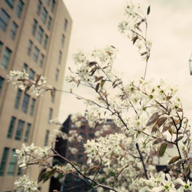 New York City ve kiraz çiçeği