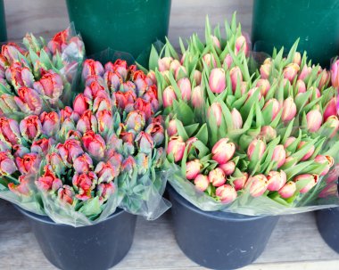 Lale Sokak tencerede