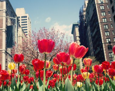 Lale Sokak New York şehrinin