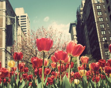 Lale Sokak New York şehrinin