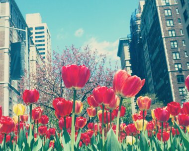 Lale Sokak New York şehrinin
