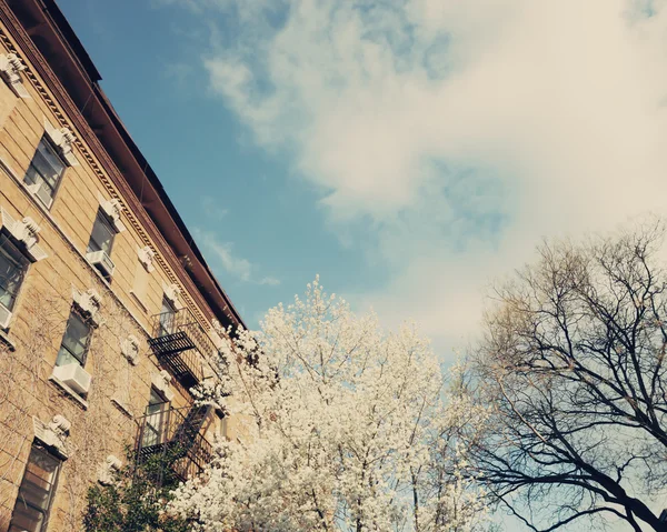 New York City und Kirschblüte — Stockfoto