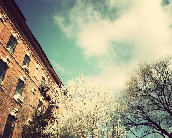 New York City e i fiori di ciliegio — Foto Stock