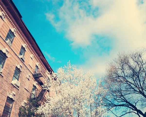 New York City and cherry blossom — Stock Photo, Image