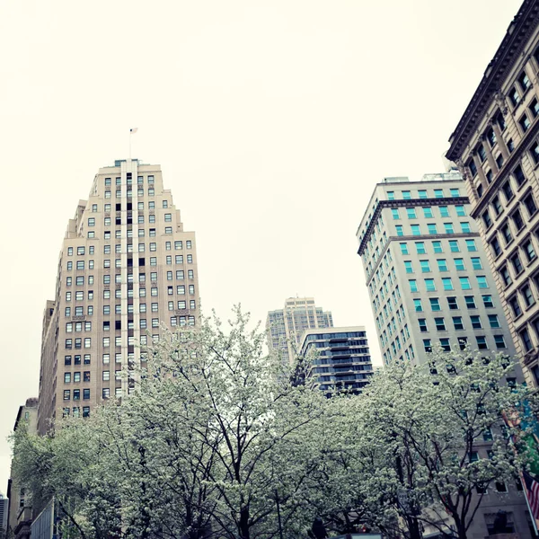 New York City e i fiori di ciliegio — Foto Stock