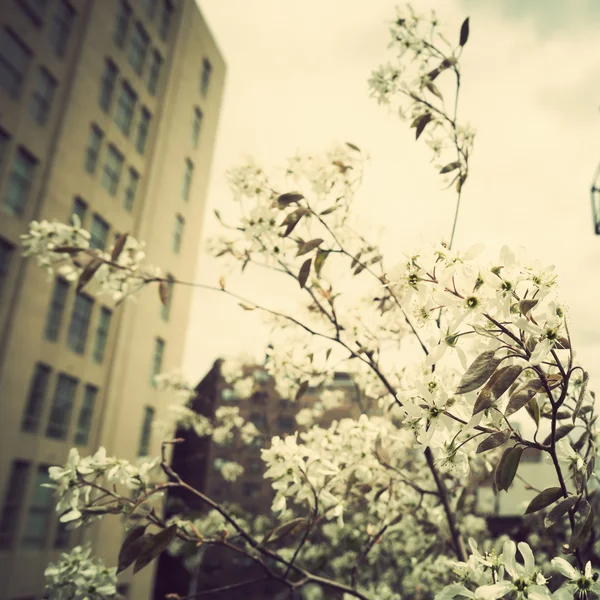 New York City und Kirschblüte — Stockfoto