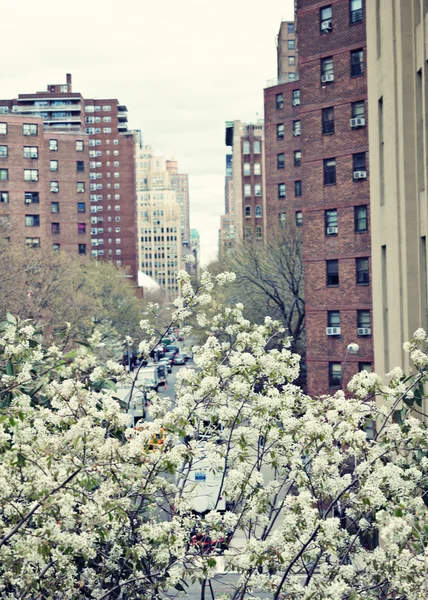 Nova Iorque e flor de cereja — Fotografia de Stock