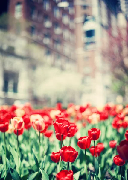 Tulipanes en la calle de Nueva York — Foto de Stock