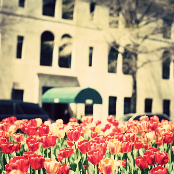 Tulipani su strada di Nuova York City — Foto Stock