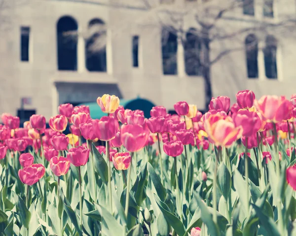 Tulipani su strada di Nuova York City — Foto Stock