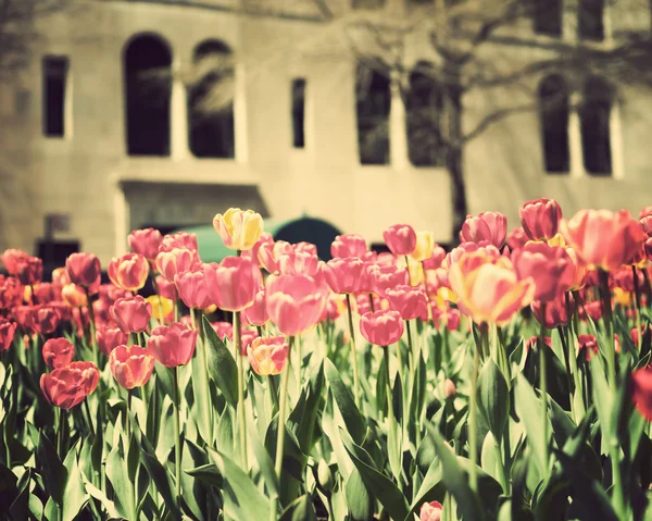 Tulipány na ulici v New York City — Stock fotografie