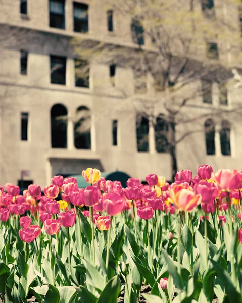Tulipani su strada di Nuova York City — Foto Stock