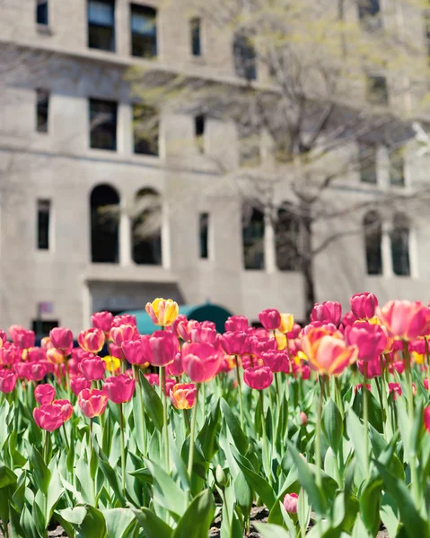 Tulpen in de straat van New York City — Stockfoto