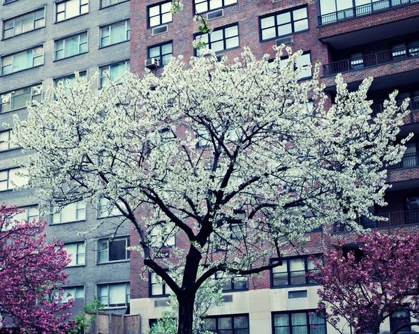 Нью-Йорк и цветение вишни — стоковое фото