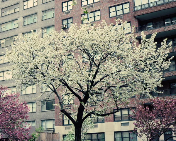 New York City ve kiraz çiçeği — Stok fotoğraf