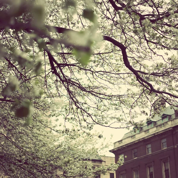 New York City und Kirschblüte — Stockfoto