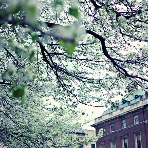 New York City und Kirschblüte — Stockfoto