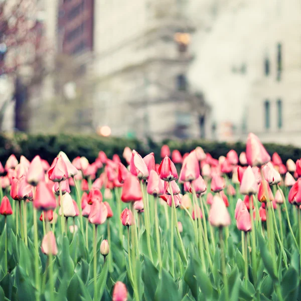 Tulipas na rua de Nova York — Fotografia de Stock