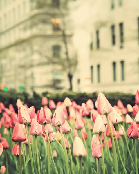 Tulips on street of New York City — Stock Photo, Image