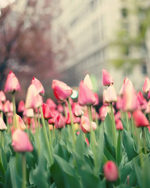 Tulipanes en la calle de Nueva York — Foto de Stock