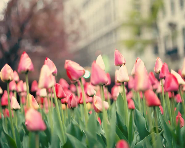 Tulips on street of New York City — Stock Photo, Image