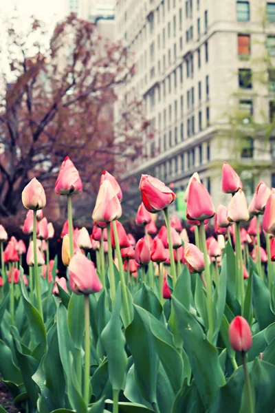 Tulipani su strada di Nuova York City — Foto Stock