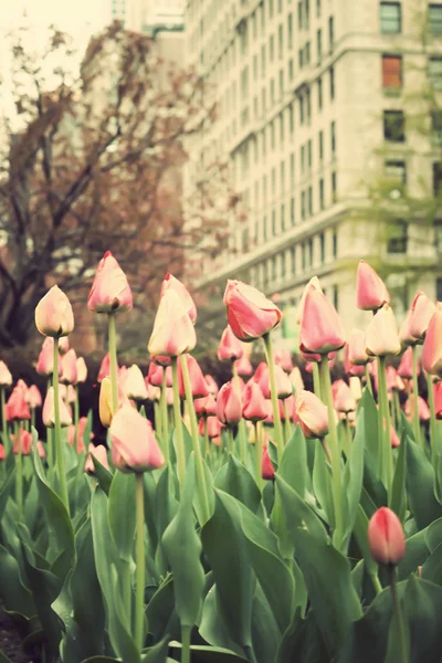 Tulipanes en la calle de Nueva York — Foto de Stock