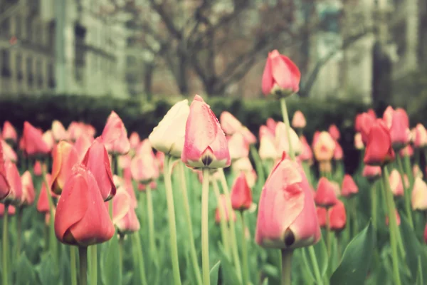 Tulips on street of New York City — Stock Photo, Image