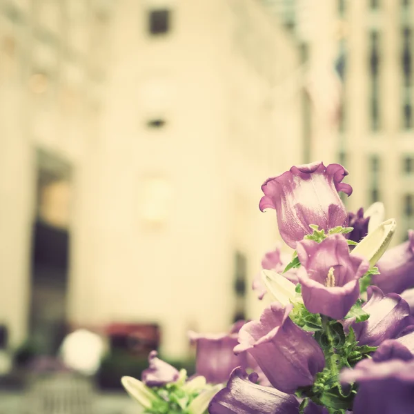 Purple flowers at New York city — Stock Photo, Image