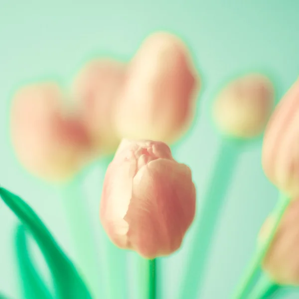 Bouquet of pink tulips — Stock Photo, Image