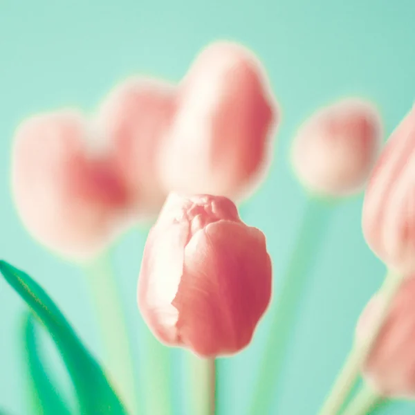 ピンクのチューリップの花束 — ストック写真