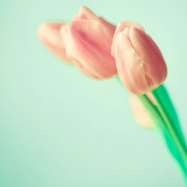 Bouquet of pink tulips — Stock Photo, Image