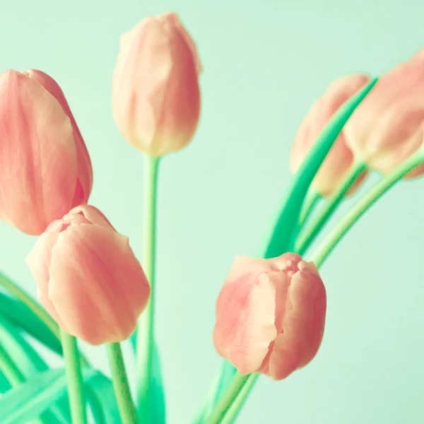 Bouquet of pink tulips — Stock Photo, Image