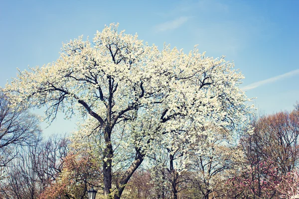 Albero con fiori — Foto Stock
