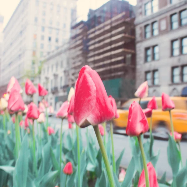 Růžové tulipány — Stock fotografie