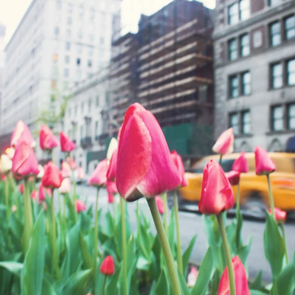 Tulipani rosa — Foto Stock