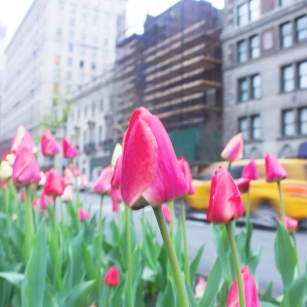 Tulipanes rosados — Foto de Stock